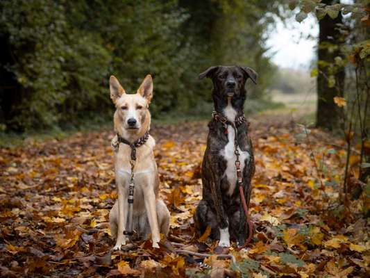 Hundetreffen-Hundebegegnungen üben-Bild