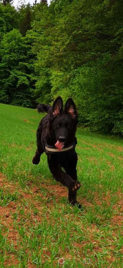 Welpen Bilder !-Beitrag-Bild