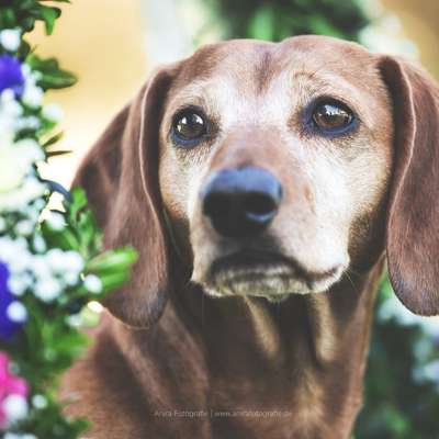 Tierfotografen-Anira Fotografie-Bild