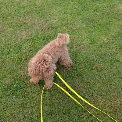 Hundetreffen-Buddy zum spielen gesucht-Bild