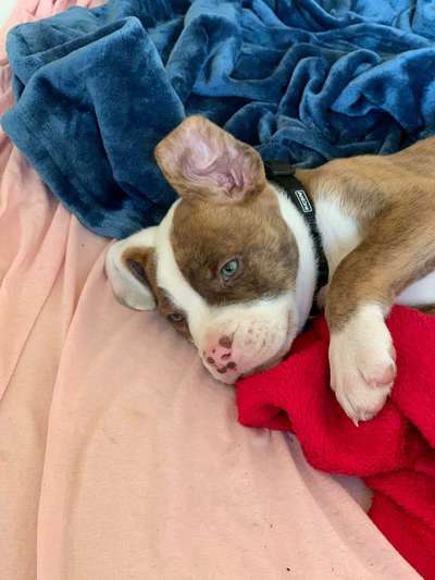 Welpen Bilder !-Beitrag-Bild