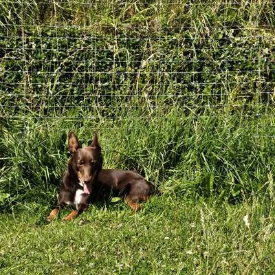 Suchmeldung-Remo-Bild