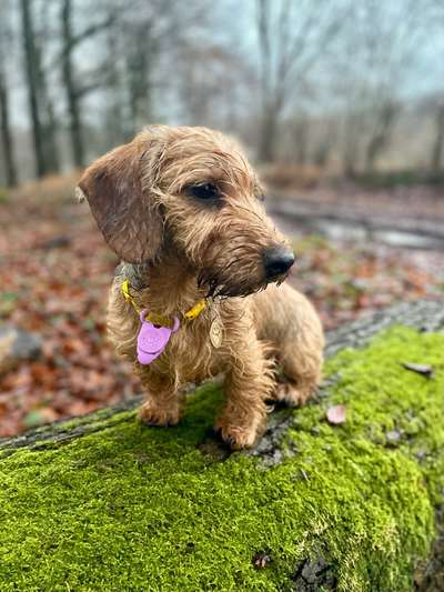 Hundetreffen-Spielerunde oder Gassi gehen 🚶-Bild