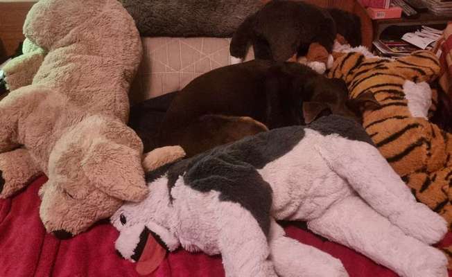 Darf der Hund bei Euch im Bett schlafen?-Beitrag-Bild