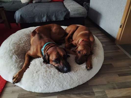 Rhodesian Ridgeback-Beitrag-Bild