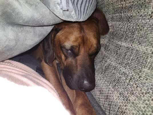 Rhodesian Ridgeback-Beitrag-Bild