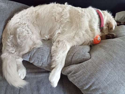 Dogorama Photo Challenge - Frühjahrsmüdigkeit-Beitrag-Bild