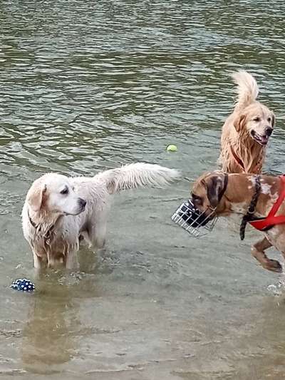 Dogorama Photo Challenge - Wasserspiele-Beitrag-Bild