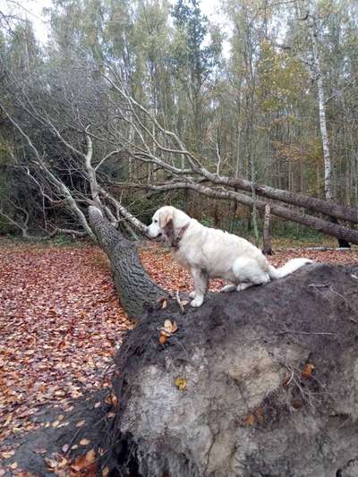 Handy Foto Challenge Nr. 49: Mein Freund der Baum-Beitrag-Bild