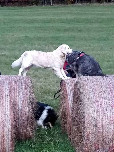 Dogorama Photo Challenge - Hunde in Action-Beitrag-Bild