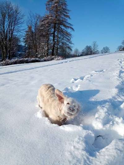 Handy Fotochallenge Nr. 52: Dein Hund mit blauem Himmel-Beitrag-Bild