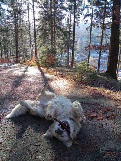 Dogorama Photo Challenge - Zeigt her eure Bäuche-Beitrag-Bild