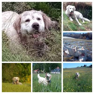 39. Collagen Challenge - Dein Hund auf einer Wiese-Beitrag-Bild