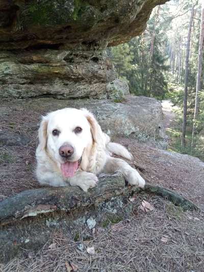 Handy Foto Challange Nr. 46  Happy Dog-Beitrag-Bild