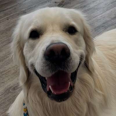 aktuelles Foto Gruppe Golden Retriever