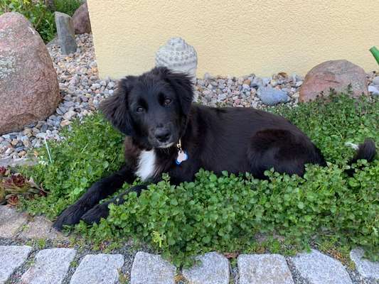 Die Dogorama Monats Challenge "Es grünt und blüht"-Beitrag-Bild