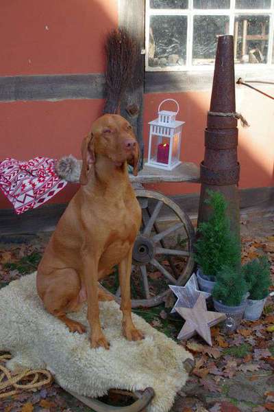 Magyar Vizsla UK-Beitrag-Bild