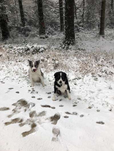 Hundetreffen-Gassierunde-Bild