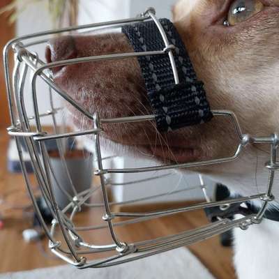 Wie sitzt mein Maulkorb / Maulkorb-Beratung-Beitrag-Bild