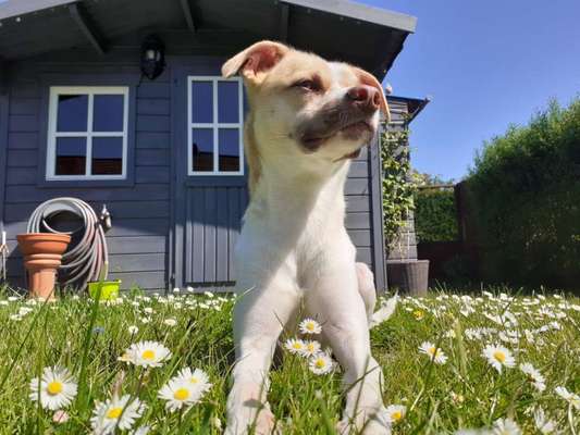 Die Dogorama Monats Challenge "Es grünt und blüht"-Beitrag-Bild