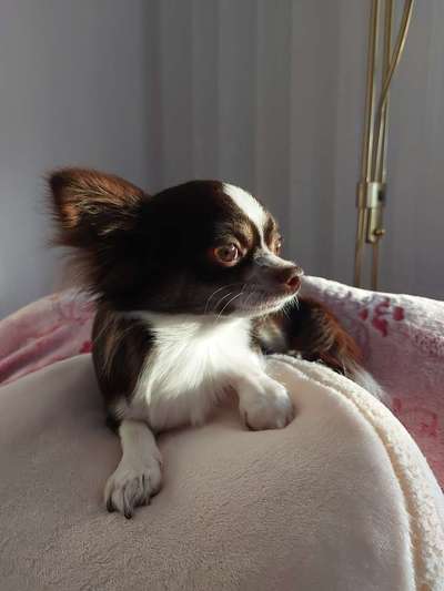 Wo sind die Chihuahua Besitzer ?-Beitrag-Bild