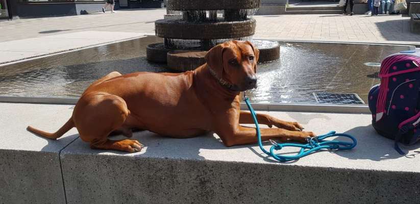 Rhodesian Ridgeback-Beitrag-Bild