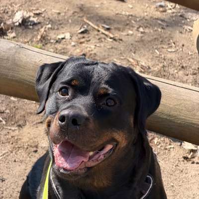 Hundetreffen-Hundekontakt Üben-Bild