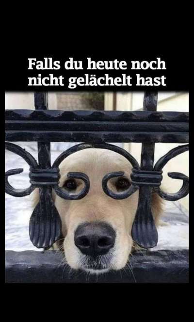 Hunde Memes-Beitrag-Bild