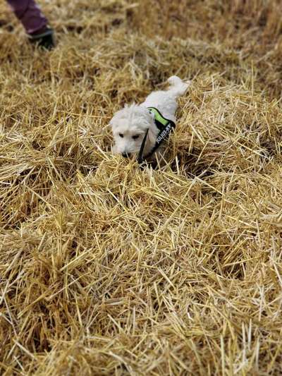 Fotosammlung: ,,Der natürliche Hund" Unbearbeitet, ungestellt und in Natura-Beitrag-Bild