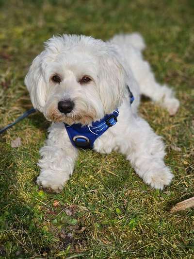 Fotosammlung: ,,Der natürliche Hund" Unbearbeitet, ungestellt und in Natura-Beitrag-Bild