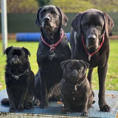 Hundeschulen-Gassi-Glück-Moorrege-Bild