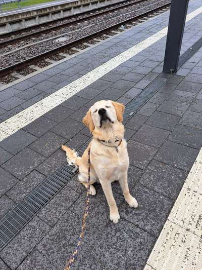 Hundetreffen-Junghunde Spielrunde-Bild