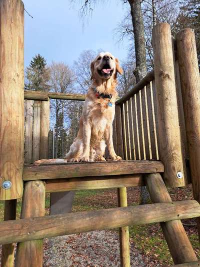 Hundetreffen-Social Walk-Bild