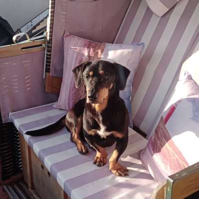 Hundetreffen-Gassi gehen