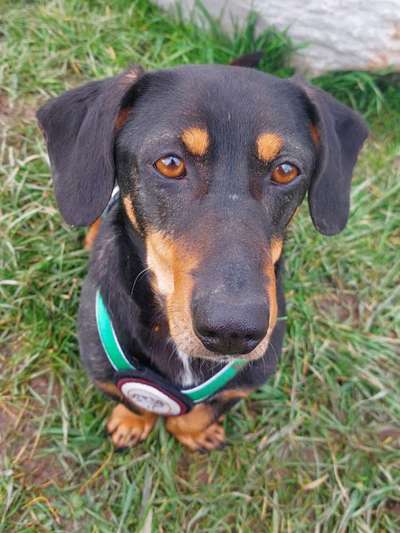 Hundetreffen-Hundetreffen kleine Hunde-Bild