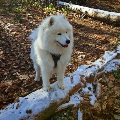 Hundetreffen-Social Walk-Bild