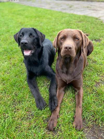 Die Dogorama Wochen Challenge "Friends will be Friends"-Beitrag-Bild