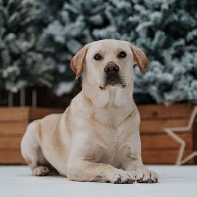 Hundetreffen-Spielrunde  Ilsfeld-Bild