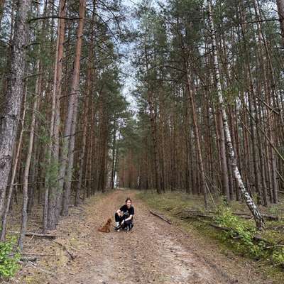 Hundetreffen-Welpen- und Junghundetreffen in Möllensdorf-Bild