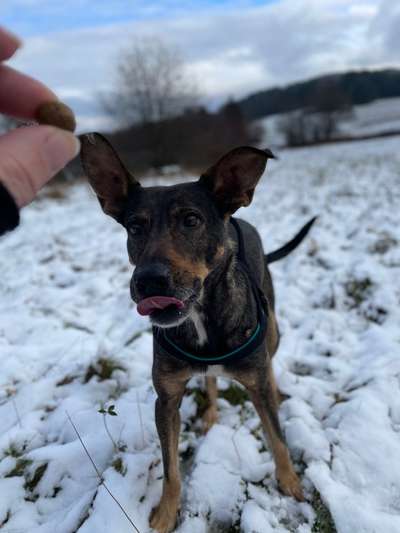 Fotochallenge Nr. 59 - Mein Hund zeigt die Zunge-Beitrag-Bild