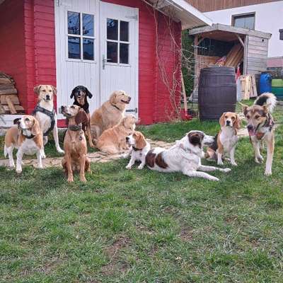 Hundeshops-Meine-Futterkiste-Bild
