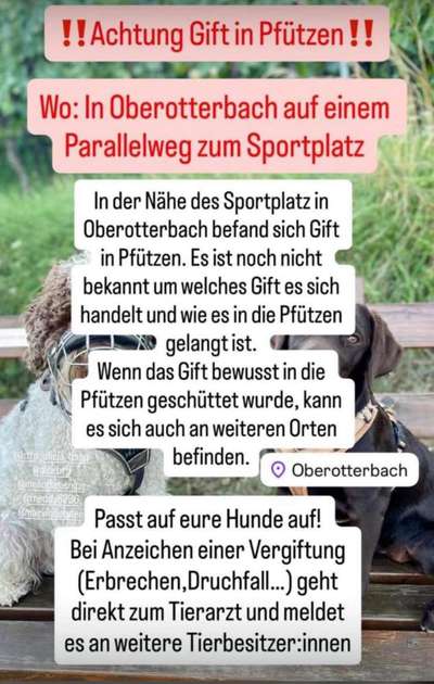 Giftköder-Gift in Pfützen-Bild