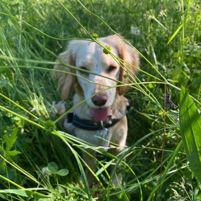 Die Dogorama Monats Challenge "Es grünt und blüht"-Beitrag-Bild