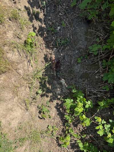 Giftköder-Gerissener Tierkadaver-Bild