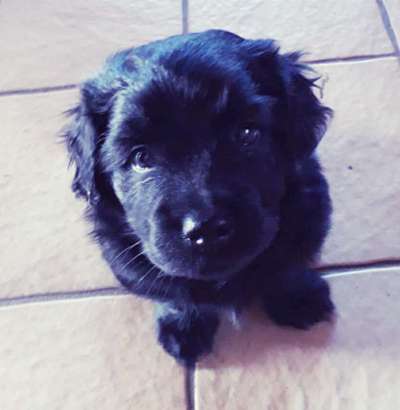 Welpen Bilder !-Beitrag-Bild