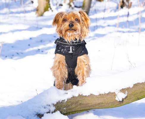 Schnee Foto-Beitrag-Bild