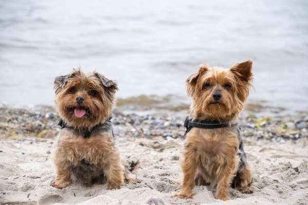 Fotografie / Hundefotografie-Beitrag-Bild