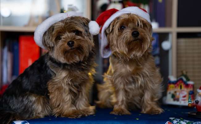 Foto's und Hundemodels-Beitrag-Bild