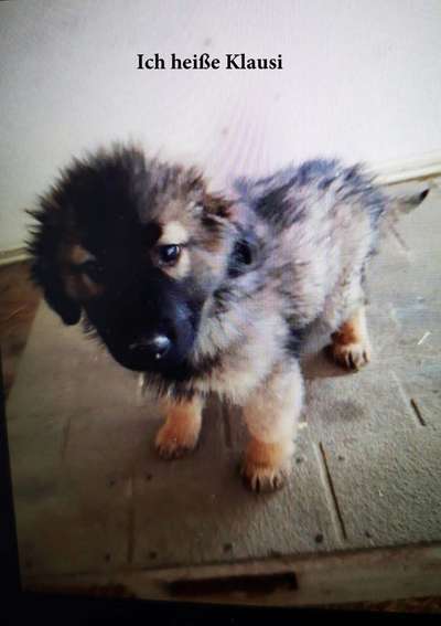 Unsere Fellnasen-Vielfalt im Überblick!-Beitrag-Bild