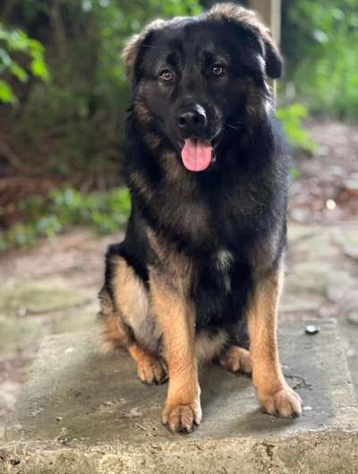 Unsere Fellnasen-Vielfalt im Überblick!-Beitrag-Bild